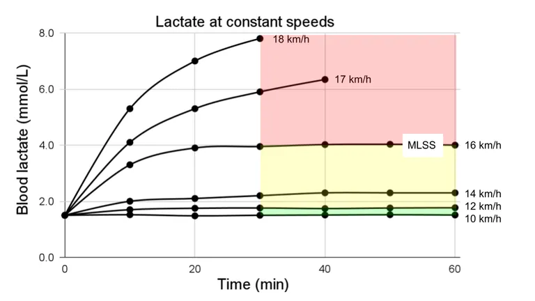 Illustration of the lactate response to different running speeds, including the aerobic threshold and MLSS.